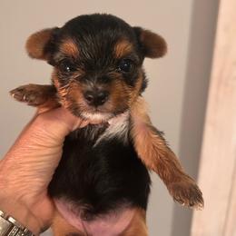 Oscar - Blue and gold male Yorkshire Terrier puppy in Hot Springs, Arkansas from Weslynn Kennels