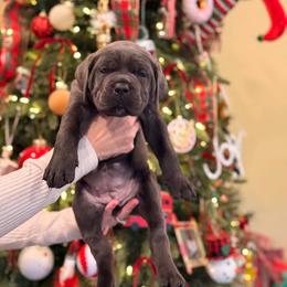 Grey male 1 - Gray male Cane Corso puppy in California from Donato Kennels