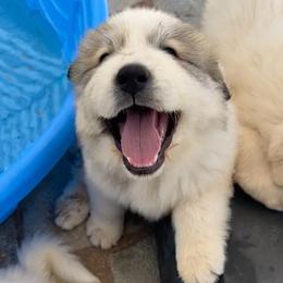 Max - White and badger male Great Pyrenees puppy in San Diego, California from McCarthy Ranchette LLC