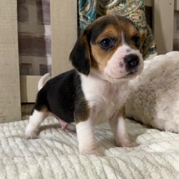 Parker - Black white and tan male Beagle puppy in West Plains, Missouri from Puppiesulove
