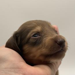 Espresso limited AKC - Chocolate and cream male Dachshund puppy in Bartlesville, Oklahoma from Kippers Keepsake Dachshunds
