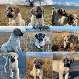 Anatolian Shepherd Dog puppies from Wild Rooster Family Farm (AKC Anatolians OFA Hips Tested)