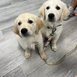 Golden Retriever Puppies from Wise-Taylor Goldens