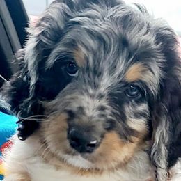 Bernedoodles from Designer Therapy Pups
