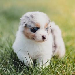 Australian Shepherd Puppies from Crystalbrook Aussies