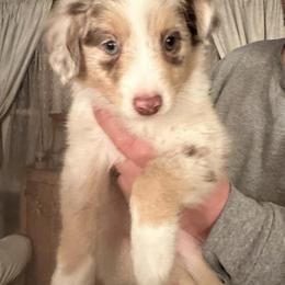 Toy Australian Shepherd puppies from Rigas Mini Aussies LLC