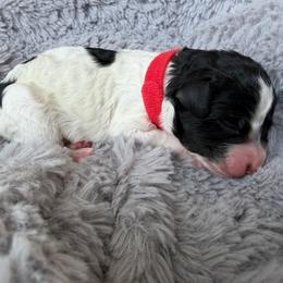 Girl 3 - Black and white female Bernedoodle puppy in Pottstown, Pennsylvania from Willow-Be Doodles