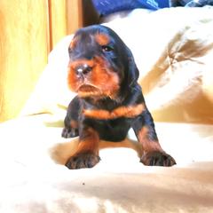 Boy 2 - Black and tan male Gordon Setter puppy in Milton, Florida from Katherine's Golden Retrievers, Gordon Setters, and English Setters
