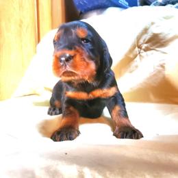 Boy 2 - Black and tan male Gordon Setter puppy in Milton, Florida from Katherine's Golden Retrievers, Gordon Setters, and English Setters