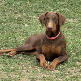 Doberman Pinscher puppies from Arkwatch Dobermans