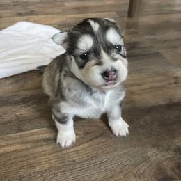 Siberian Husky Puppies from Fly Siberian