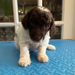 Louigi - Phantom male Poodle puppy in Huntsville, Alabama from Flint River Poodles