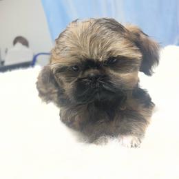 Boy 1 - Sable and white male Shih Tzu puppy in Tenino, Washington from Fantasy Realm Shih Tzus