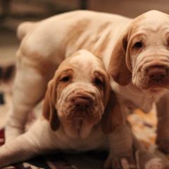 Bracco Italianos from Eastern Breeze