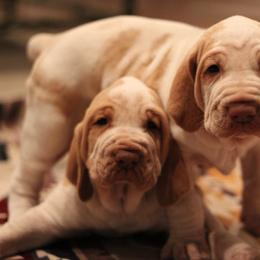 Bracco Italianos from Eastern Breeze
