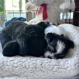 Biewer Terrier Puppies from Rebecca Urban