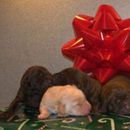 Labrador Retriever Puppies from Lab in the Sack kennel