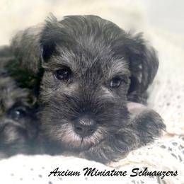 Swagger - Salt and pepper male Miniature Schnauzer puppy in Atlanta, Georgia from Axcium Miniature Schnauzers