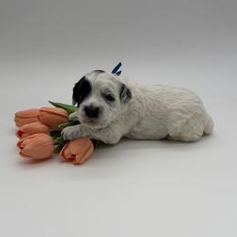 Roadie - Black and chalk male Australian Labradoodle puppy in Denton, Texas from Dignity Labradoodles