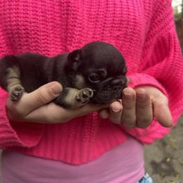 Picard - Black and tan male French Bulldog puppy in Rhode Island from Hope Valley Hounds