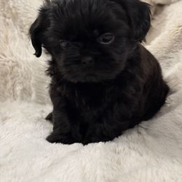 Shih Tzu Puppies from Our ShihTzu Family