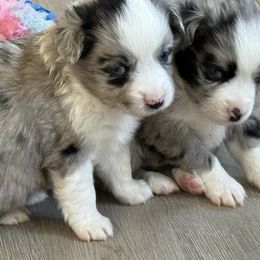 Miniature Australian Shepherd and Toy Australian Shepherd Puppies from Cherry Grove Kennel