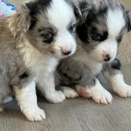 Miniature Australian Shepherd and Toy Australian Shepherd Puppies from Cherry Grove Kennel