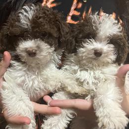 Poodles from Herdez’s Poodles