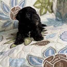 Boy1 031725 CS - Black Maltipoo puppy in Bakersfield, California from Silvia's Maltipoos