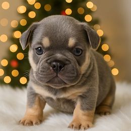 Lilac Tri Girl - Tricolors female French Bulldog puppy in Euless, Texas from Moki&Mello