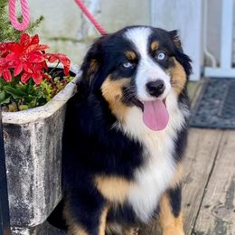 Luxe - Miniature Australian Shepherd