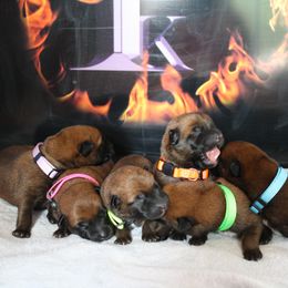 Belgian Malinois Puppies from Pyrex Kennels