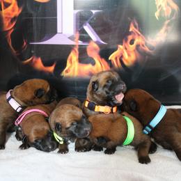 Belgian Malinois Puppies from Pyrex Kennels