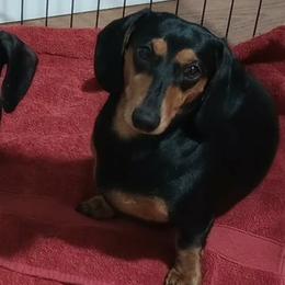 JoJo - Dachshund