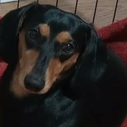 JoJo - Dachshund