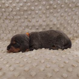 Puppy 2 - Blue and tan male Dachshund puppy in Krum, Texas from Dots N Spots Dachshunds