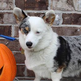 Katie - American Corgi