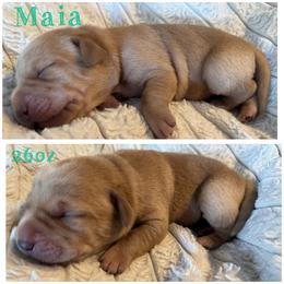 4th pick open  (picks are done at pick up time) - Yellow female Labrador Retriever puppy in Hartly, Delaware from Triple Threat Labradors
