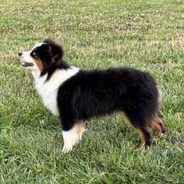 Miniature Australian Shepherds and Toy Australian Shepherds from Setting Sun Aussies