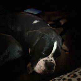 Boxers from Ocala Wiggle Butt Boxers