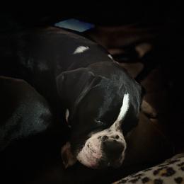 Boxers from Ocala Wiggle Butt Boxers