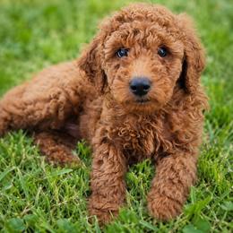 Grey Gollar Boy - Red male Irish Doodle puppy in Madison, Wisconsin from Morningside Doodles