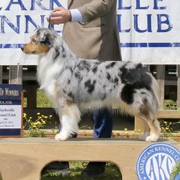 Gymmick - Australian Shepherd