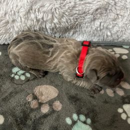 Plumeria - Gray brindle male Cane Corso puppy in Elk Grove, California from DiamondBabyCorso