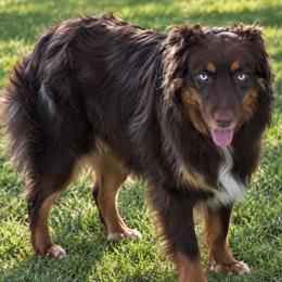 Whiskey - Australian Shepherd