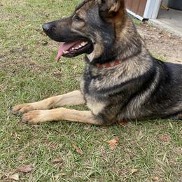 German Shepherd All Grown Up from Angel Oak German Shepherds