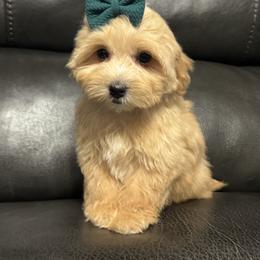 Bonnie - Apricot female Maltipoo puppy in Berea, Kentucky from Blair’s Furry Friends