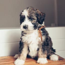 Bernedoodle Puppies from Southern Oak Breeders LLC