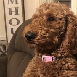 Goldendoodles and Poodles from Fairytail Doodles and poodles