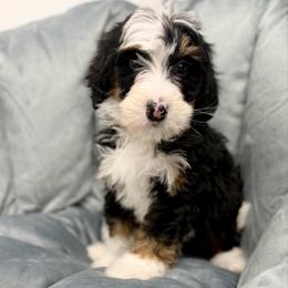 Chocolate Chip - Tri-color female Bernedoodle puppy in Hegins, Pennsylvania from Bubbling Springs Doodles, LLC